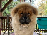 À vendre, un chiot femelle Chow Chow LOF