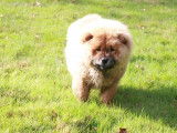 À vendre, un chiot femelle Chow Chow LOF
