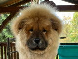 À vendre, un chiot femelle Chow Chow LOF