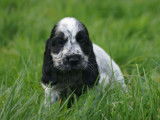 5 chiots mâles Cockers Anglais LOF disponibles à la réservation