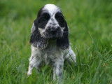 5 chiots mâles Cockers Anglais LOF disponibles à la réservation