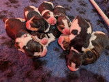 À réserver : 8 chiots Beagles LOF