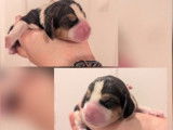 À réserver : 8 chiots Beagles LOF