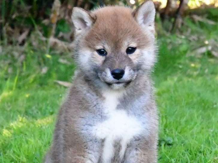 2 chiots Shiba Inus LOF à réserver
