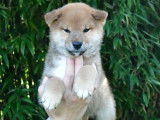 2 chiots Shiba Inus LOF à réserver