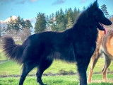 À vendre : 4 chiots Bergers Belges Groenendaels LOF