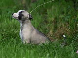 8 chiots Whippets LOF à vendre