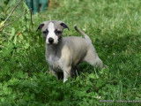 8 chiots Whippets LOF à vendre