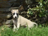 8 chiots Whippets LOF à vendre