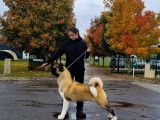 Un chien Akita Américain LOF disponible à la saillie