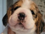 À réserver : 4 chiots Beagles LOF