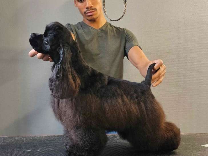 À vendre : un chiot femelle Cocker Américain LOF