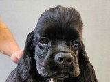 À vendre : un chiot femelle Cocker Américain LOF