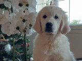 7 chiots Goldens Retrievers LOF d'exception à vendre