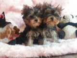 Chiots Yorkshire Terrier à vendre