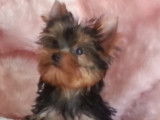 Chiots Yorkshire Terrier à vendre