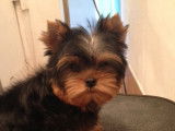 Chiots Yorkshire Terrier à vendre