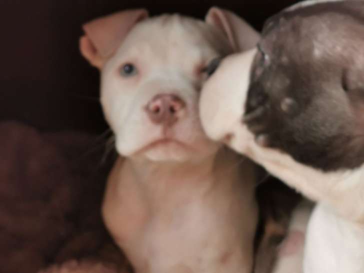 Chiot American Bully à vendre