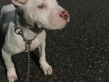 Chiot American Bully à vendre