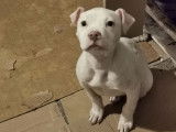 Chiot American Bully à vendre