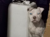 Chiot American Bully à vendre