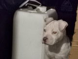 Chiot American Bully à vendre