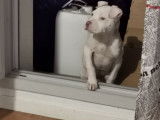 Chiot American Bully à vendre