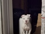 Chiot American Bully à vendre