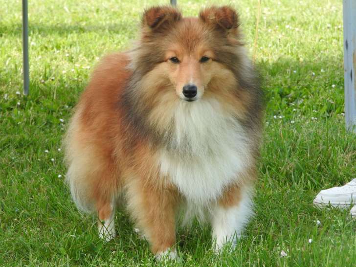 Chiot de race Berger des Shetland à vendre