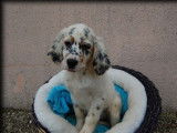 5 chiots Setters Anglais LOF disponibles à la réservation