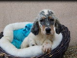 5 chiots Setters Anglais LOF disponibles à la réservation