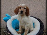 5 chiots Setters Anglais LOF disponibles à la réservation