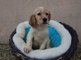 5 chiots Setters Anglais LOF disponibles à la réservation