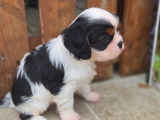 À réserver : 4 chiots Cavaliers King Charles LOF
