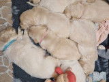 8 chiots Golden Retrievers LOF disponibles à la réservation