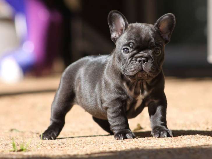 À réserver : 2 chiots Bouledogues Français LOF