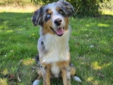 À vendre : 4 chiots femelles Bergers Australiens LOF