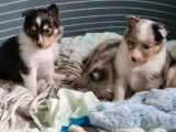 À réserver : 3 chiots mâles Bergers des Shetland LOF