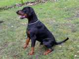 Chiens Dobermann (1 mâle noir et 3 femelles marron) à donner