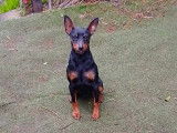 Mâle Pinscher Nain de 3 ans avec pedigree à adopter