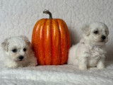 À réserver : 6 chiots mâles Bichons Frisés LOF