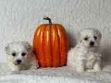 À réserver : 6 chiots mâles Bichons Frisés LOF