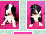 3 chiots Border Collies LOF à réserver