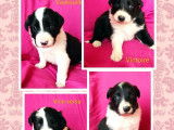 3 chiots Border Collies LOF à réserver