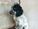 4 chiots mâles Setters Anglais LOF disponibles à la vente