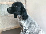 4 chiots mâles Setters Anglais LOF disponibles à la vente