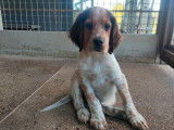 4 chiots mâles Setters Anglais LOF disponibles à la vente