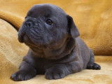 Un chiot femelle Bouledogue Français LOF à vendre