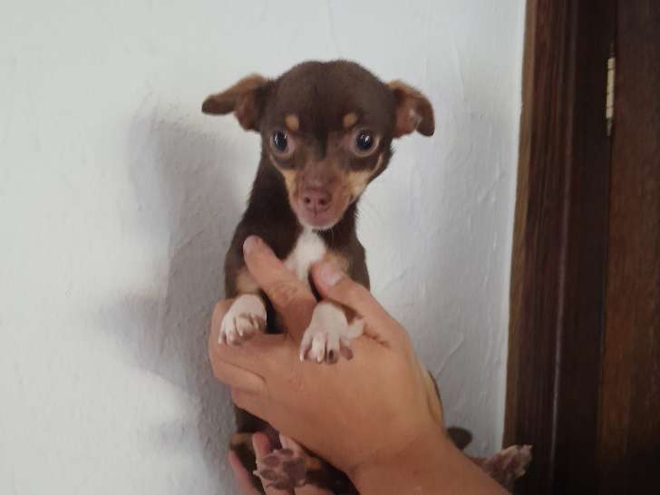 Chiot femelle Chihuahua toy chocolat tan à vendre