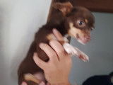Chiot femelle Chihuahua toy chocolat tan à vendre
